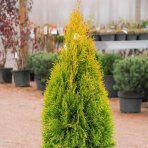Tuja západná (Thuja occidentalis) ´GOLDEN ANNE´ ®- výška 40-60 cm, kont. C5L - 2. Trieda/Kvalita B